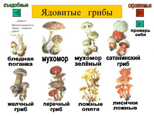 ядовитые грибы картинки для детей