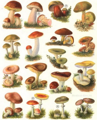 картинки грибов с названиями