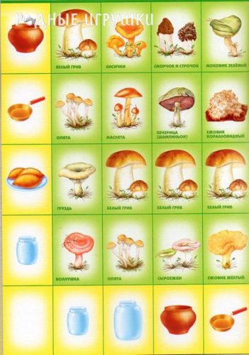 картинки грибов с названиями2