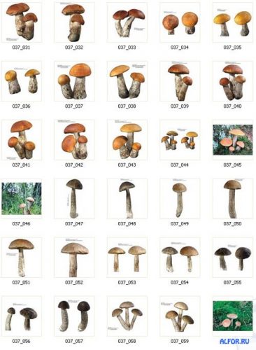 картинки грибов с названиями3