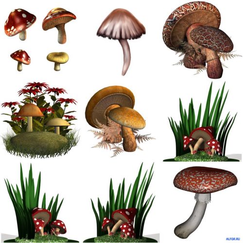 картинки грибов с названиями4