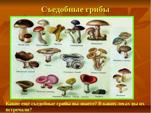 картинки грибов с названиями5