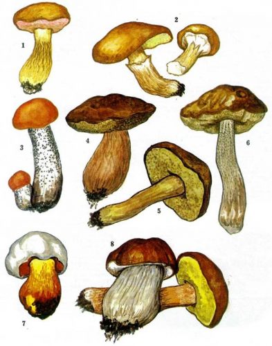 картинки грибов