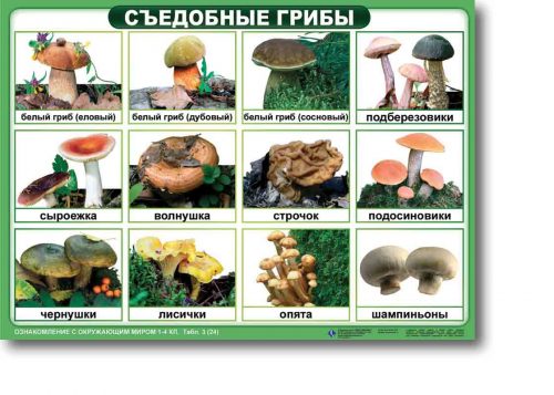 съедобные грибы для детей1