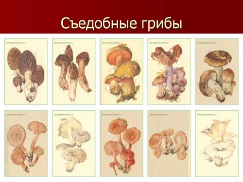 съедобные грибы для детей2