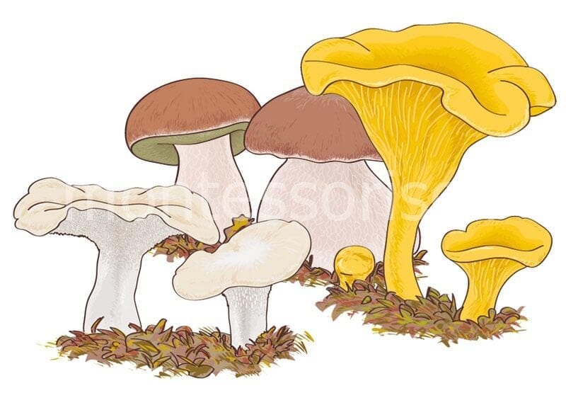 Картинка с грибами №1