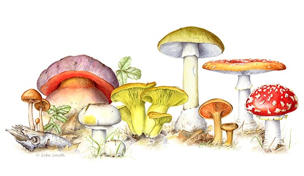 Картинка с грибами №2