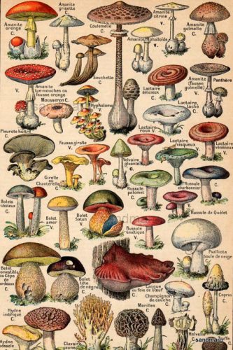 грибы на английском языке для детей