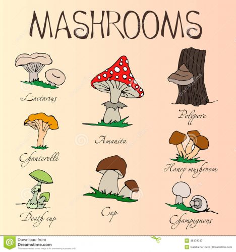 грибы на английском языке для детей2