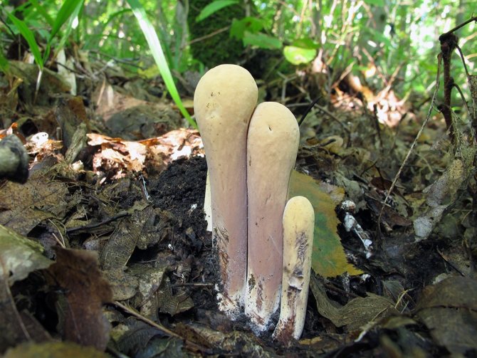 Рогатик пестиковый или булавовидный (Clavariadelphus pistillaris): фото, описание, польза и вред условно-съедобного гриба