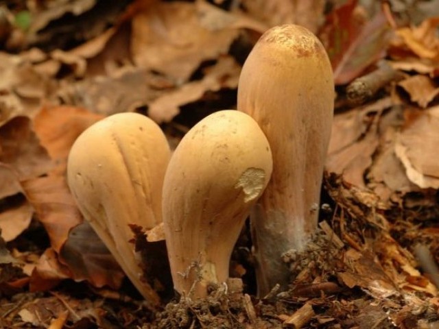 Рогатик пестиковый или булавовидный (Clavariadelphus pistillaris): фото, описание, польза и вред условно-съедобного гриба