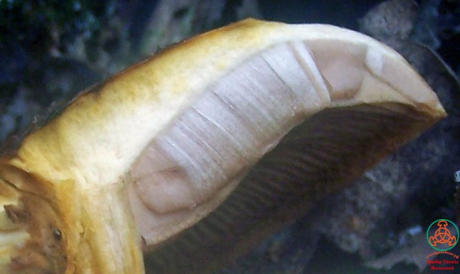 Чешуйчатка обыкновенная (ворсистая, Pholiotasquarrosa): фото и описание, как приготовить