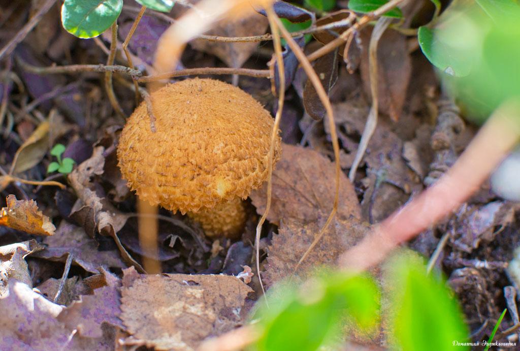 Чешуйчатка обыкновенная ( pholiota squarrosa): съедобный гриб: описание, где растет