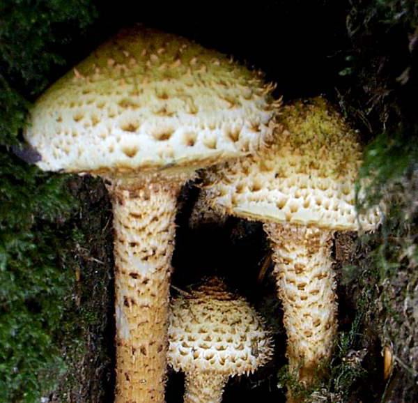 Чешуйчатка обыкновенная ( Pholiota squarrosa) : съедобный гриб: описание, где растет