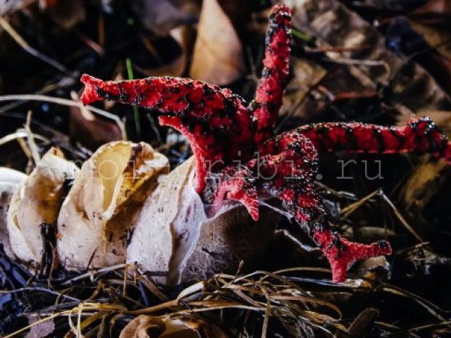 Антурус Арчера: гриб палец дьявола, места обитания и описание