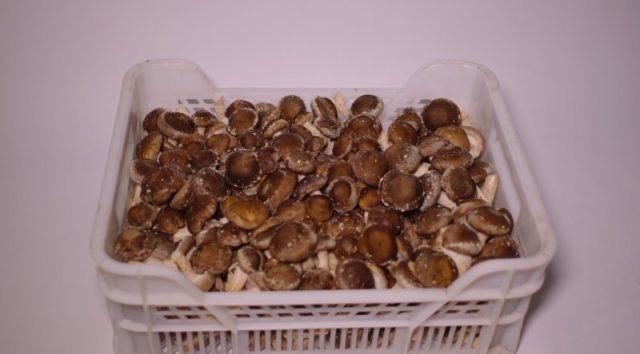 Выращивание шиитаке на пнях и в домашних условиях: как выращивать грибы дома и в саду
