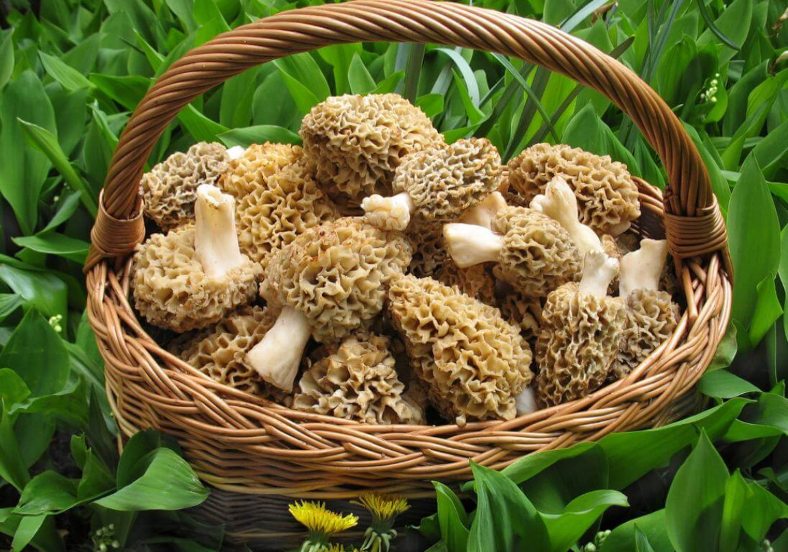 Лечебные свойства грибов сморчков, применение в медицине