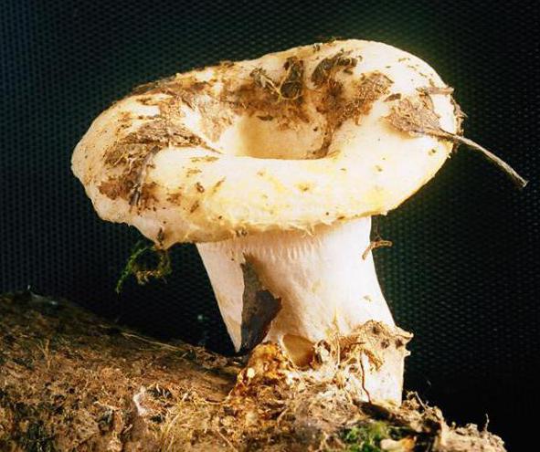 Тихая охота: когда и где собирать съедобные грибы