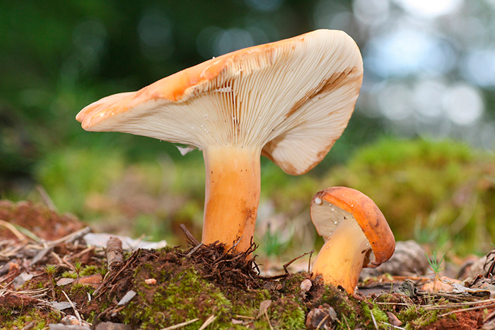 Вокруг одного большого груздя обычно можно найти еще несколько мелких грибов