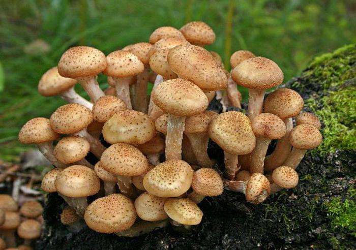 Условия роста и календарь сбора грибов. При какой температуре растут грибы осенью?