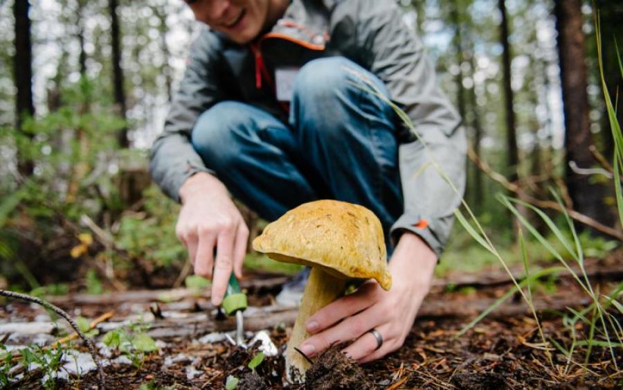 Календарь грибника 2021 – Когда собирать грибы? Когда и как правильно собирать грибы в 2021 году