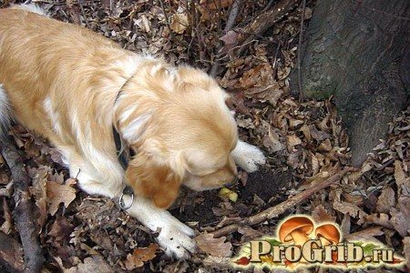 Собака нашла трюфель
