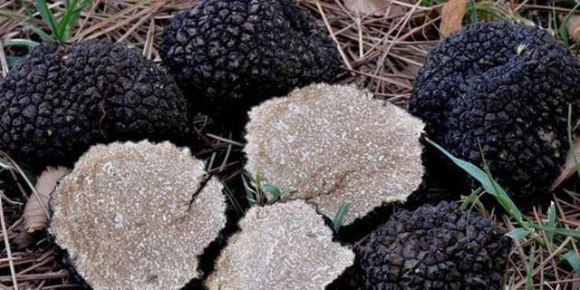 Где растёт гриб трюфель в России: фото и описание, как найти трюфель в лесу