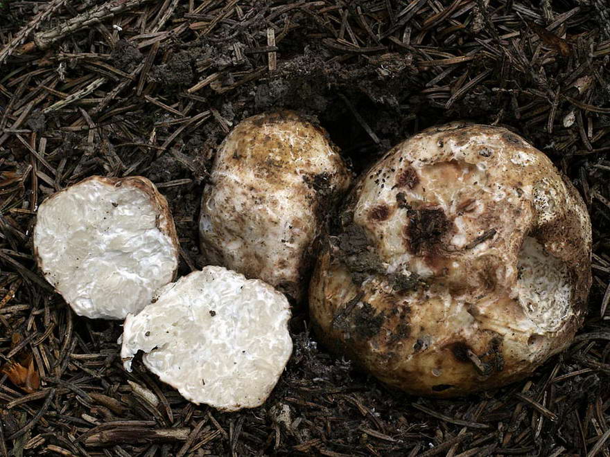 Как растут грибы трюфели фото и описание