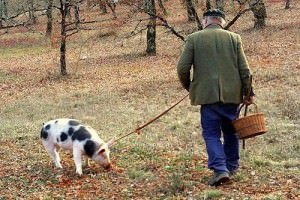 Поиск трюфелей со свиньей