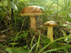 Методы проверки грибов на ядовитость