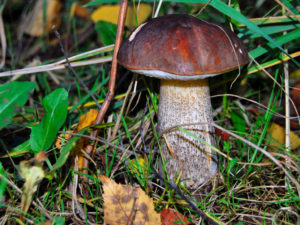 Методы проверки грибов на ядовитость