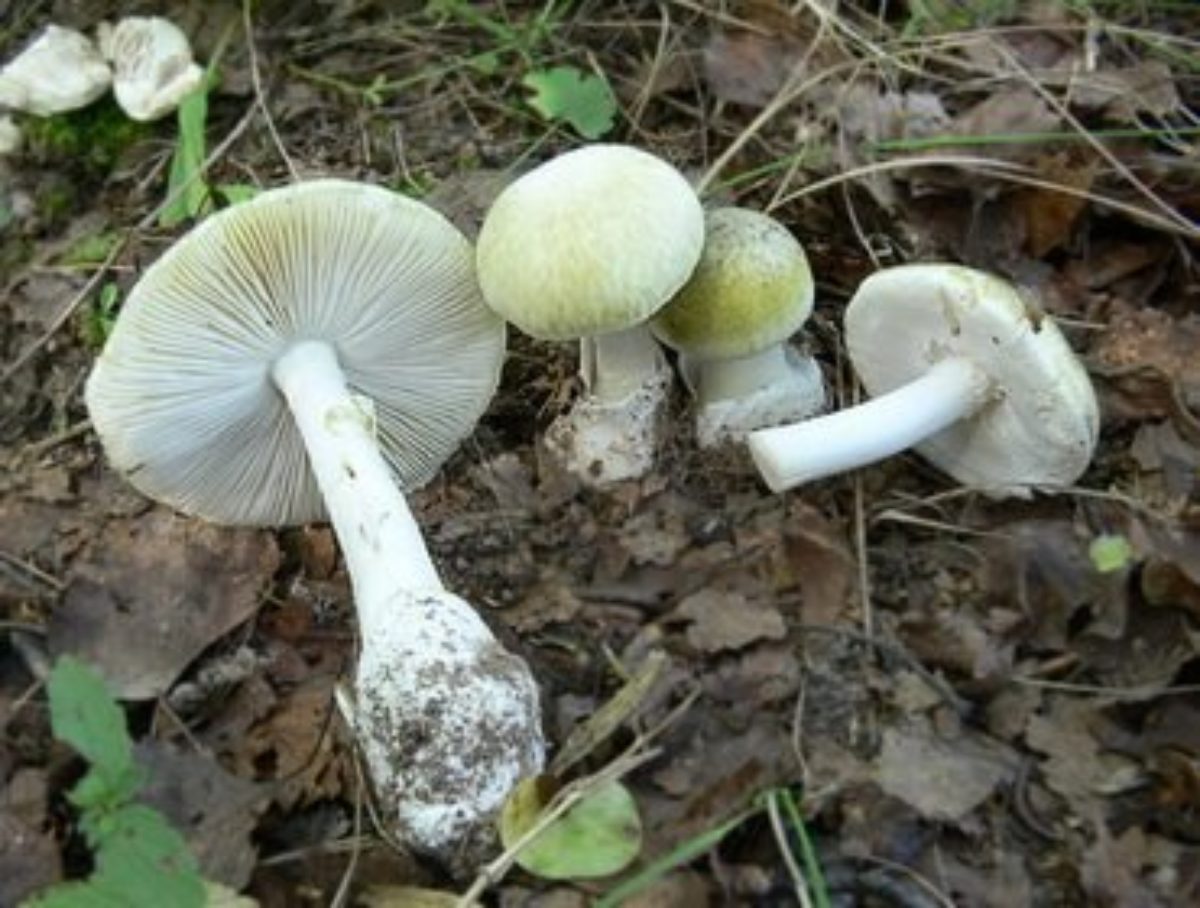 Бледная поганка гриб отравление
