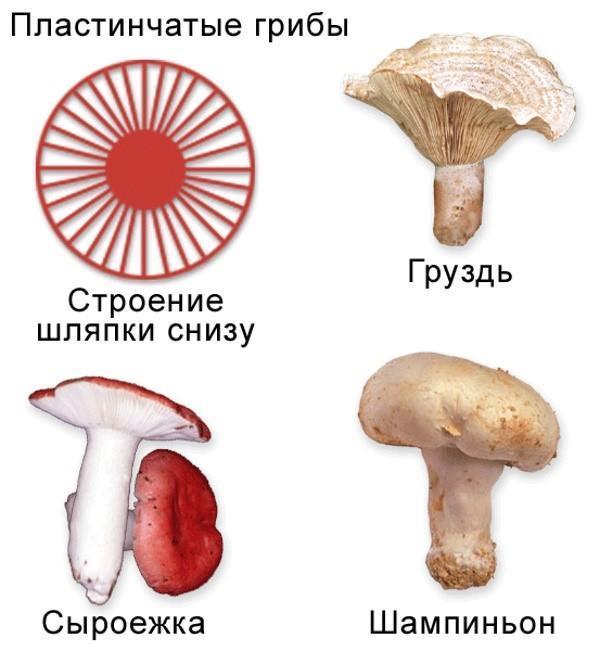 Съедобные грибы Подмосковья: фото, название и описание