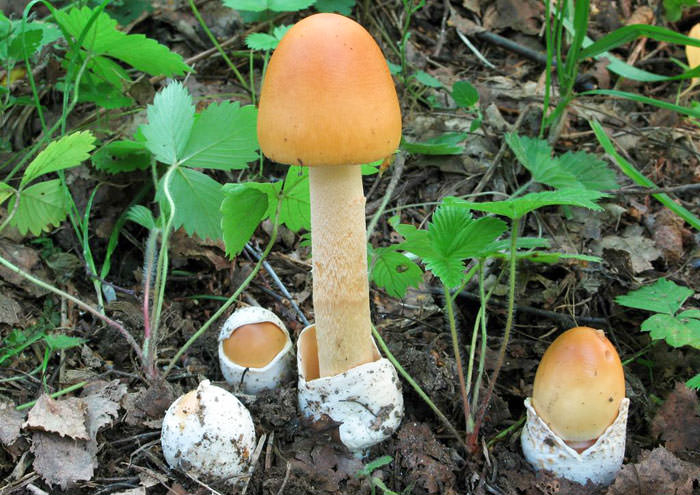 ✅ гриб толкачик фото и описание как готовить. грибы поплавоки (толкачики): описание и фото - живой-сад.рф