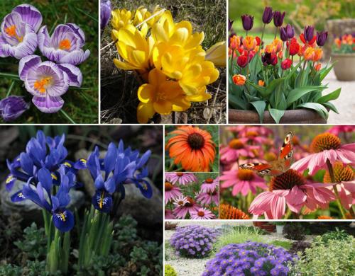 Толкачики цветы. Описание садовых многолетних цветов для дачи с названиями и фото