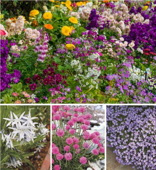 Толкачики цветы. Описание садовых многолетних цветов для дачи с названиями и фото
