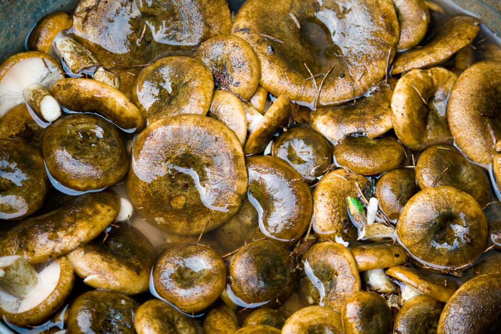 Что такое условно-съедобные грибы / Стоит ли их собирать и есть – статья из рубрики 