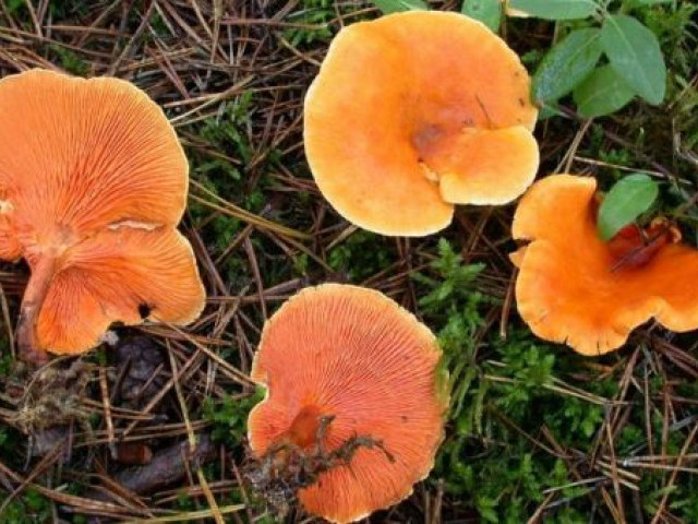Что такое условно-съедобные грибы / Стоит ли их собирать и есть – статья из рубрики "Как солить и мариновать" на Food.ru