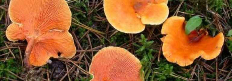 Что такое условно-съедобные грибы / Стоит ли их собирать и есть – статья из рубрики "Как солить и мариновать" на Food.ru
