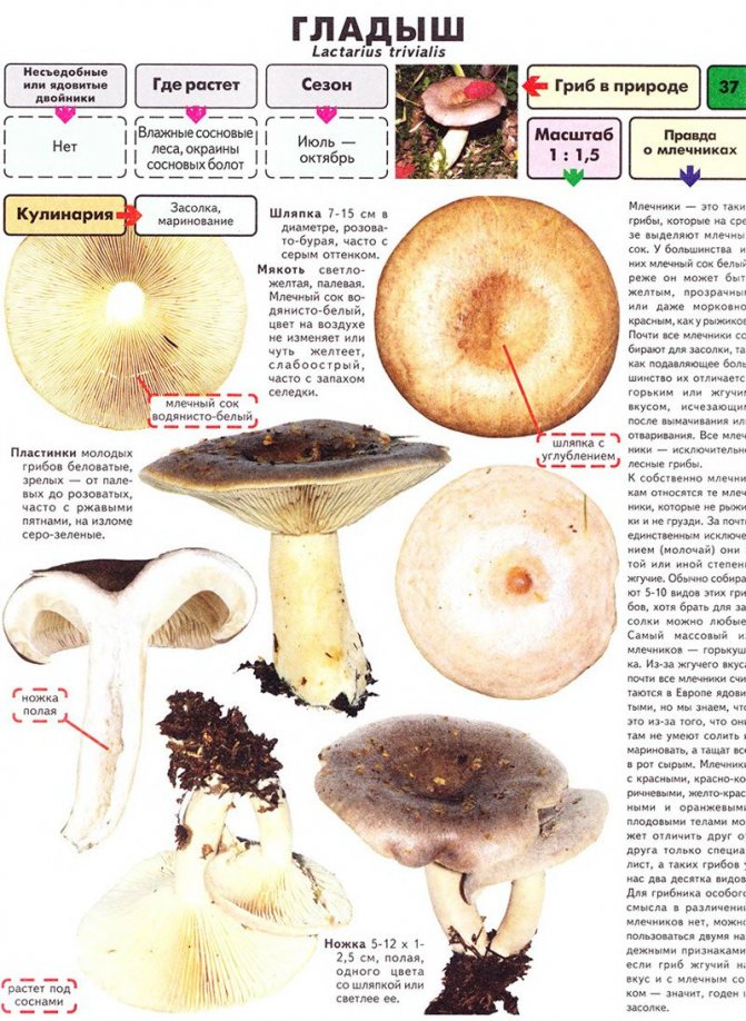 Описание гриба гладыша