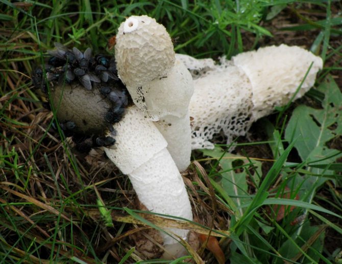 Сетконоска сдвоенная (Phallus duplicatus) или Диктиофора (Dictyophora duplicata): фото, описание и интересные факты о грибе