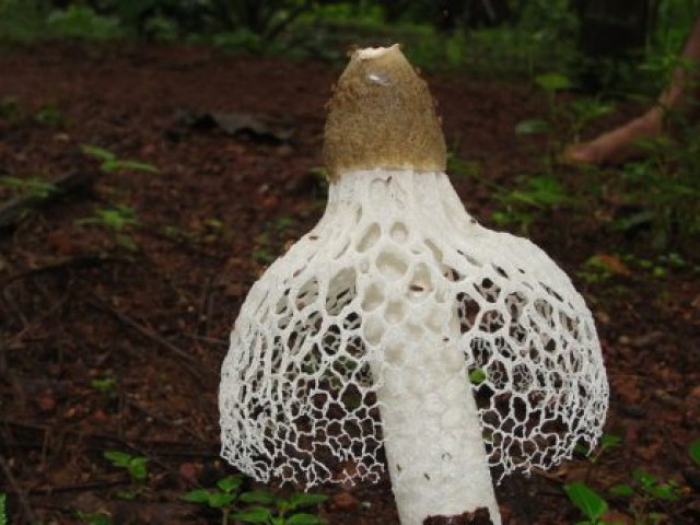 Сетконоска сдвоенная (Phallus duplicatus) или Диктиофора (Dictyophora duplicata): фото, описание и интересные факты о грибе