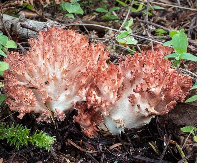 Коралловый гриб: +25 фото и описание, как выглядит?
