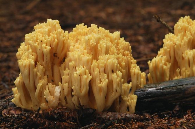 Коралловый гриб: +25 фото и описание, как выглядит?