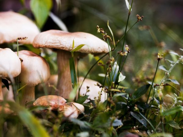 Какие грибы растут в Тульской области.