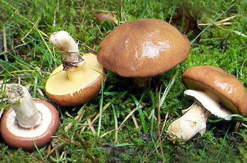 Сбор грибов в Туле.