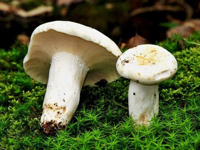 какие грибы растут в Рязани фото 2