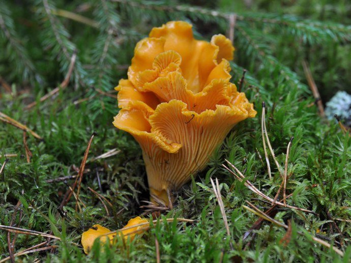 какие грибы растут в Рязани фото 4