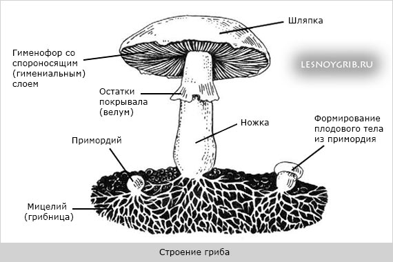 строение гриба