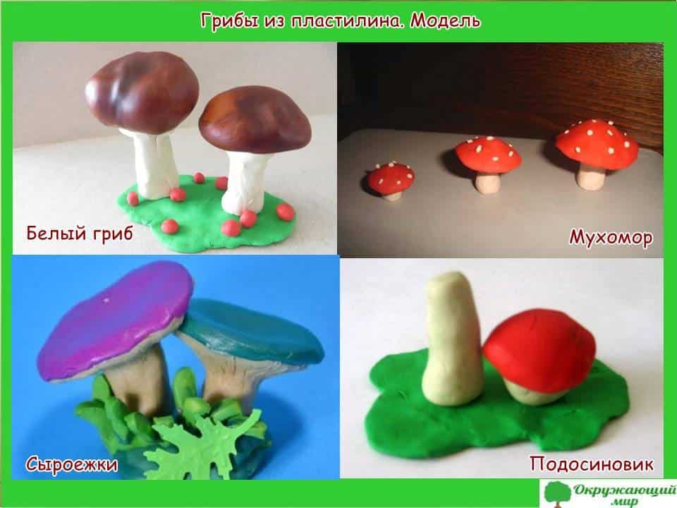 Модель грибов из пластилина